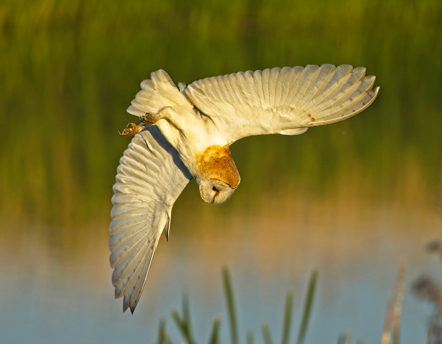 Hawk and Owl Trust